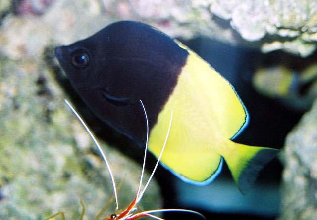 Chaetodon smithi